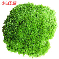 新鲜苔藓青苔植物微景观生态瓶水陆缸雨林缸活青苔块状苔藓 块状藓17*11.5(二盒)