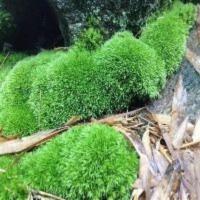 苔藓微景观diy创意迷你植物鲜活青苔盆景假山装饰铺面块状苔藓藓 块状苔藓17*11.5(2盒)