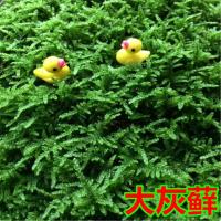 苔藓青苔水陆缸植物墙铺花盆微景观大灰块状苔藓雨淋缸上水石 17*11.5厘米饭盒装(大灰藓)