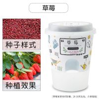 满天星含羞草自动吸水小盆栽花卉DIY儿童种植创意迷你植物种子 草莓[较难] 送生根粉1包