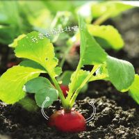美乐棵樱桃萝卜樱桃番茄种植杯 樱桃萝卜