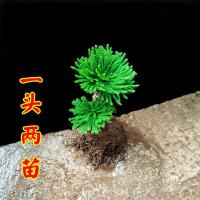 还魂草卷柏室内室外假山阳台庭院微型植物花夲盆栽野生还魂草花草 精品1杆2头5-12高