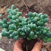 鹿角海棠 多肉植物 多肉 姬胧月多肉小老桩 组合精品花卉盆栽植物 鹿角海棠8头以上