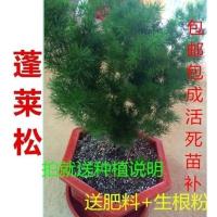 低价出售猴生肖聚财植物大棚基地直销室内蓬莱松盆栽盆景 20-30高[3分支] 不含盆