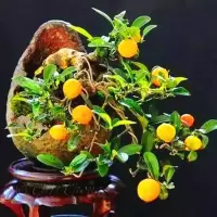 掌上小金丹子盆景 金豆微型盆景 金弹子老鸭柿苗盆景随机 金弹子素材苗40公分以上高左右 当年开花结果不含盆
