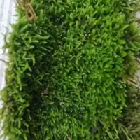 上水石吸水石盆景盆栽青苔苔藓种子孢子粉微景观鲜活植物种籽铺面 15*20/份(拍2送1)