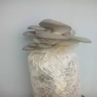 桶装鸡腿菇双孢菇 桶装平菇蘑菇 袋装蘑菇菌包 [袋装]平菇