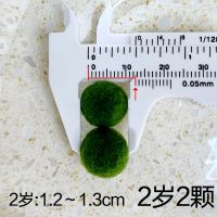 marimo幸福海藻球微景观生态瓶玻璃瓶迷你盆栽创意礼物水培植物 加2颗2岁