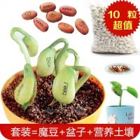 神奇刻字爱情魔豆种子创意祝福迷你植物带字印有字桌面种植小盆栽 土壤+10颗魔豆混+一个盆子