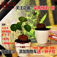 迷你创意绿植物盆栽学生观察日记居家水培含盆土幼儿园多肉小盆栽 迷你一号(山乌龟)