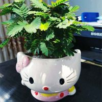 含羞草小盆栽办公桌面室内儿童趣味绿植害羞草可爱学生怕羞草花卉 含羞草+粉色KT猫(陶瓷花盆) 带盆栽好