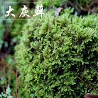 鲜活苔藓微景观短绒青苔室内办公室铺面假山水陆缸盆景桌面绿植 大灰藓[15*8CM] 2盒