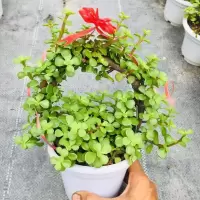 金枝玉叶小花篮(原色) 花篮P15(原色) 带盆发货