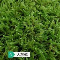 微景观白发苔藓野生青苔diy 苔藓植物青苔造景盆栽鲜活假山苔藓 大灰藓3盒