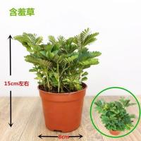 含羞草植物盆栽室内办公室花卉奇趣好养稀有植物小盆景四季阳台 含羞草