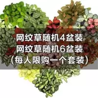 <网纹草微景观植物组合套装苔藓生态瓶DIY材料雨林水陆缸迷你鲜 网纹草随机4盆 含盆