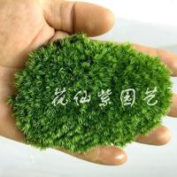 新鲜白发藓雨林缸微景观植物假山盆景苔藓吸水石种子花盆鲜活青苔 优质白发藓2盒