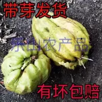 佛手瓜种洋丝瓜幼苗龙须菜苗土耳瓜种带芽种蔬菜种3个5个 瓜种1棵