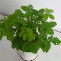 含羞草盆栽植物花种子含羞草种子害羞草种子观叶花籽四季种室内 20粒