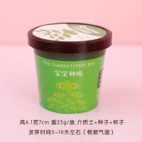 DIY绿植小盆栽 办公室桌面迷你儿童种植小盆栽植物多款带盆 小号薄荷