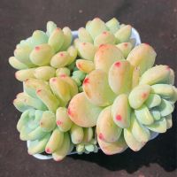 劳尔多肉香味老桩植物高档多肉花卉肉多多办公室创意桌面防辐射 85杯劳尔