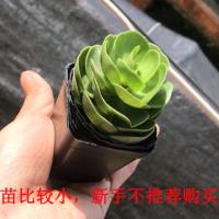 金钱木老桩多肉植物盆栽室内客厅防辐射绿植花卉新手四季好养花草 金钱树幼苗(不包活)