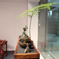 懒人绿植蕨类家庭客厅防辐射旺财喜阴的植物植物好养绿植高档 桩高10-15公分 不带芽发货