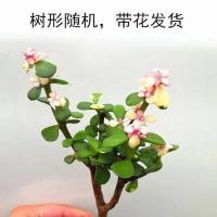 多肉 金枝玉叶 雅乐之舞 景天 防辐射 吸甲醛 盆栽花卉室内绿植 造型雅乐之舞一颗(带花) 不含盆