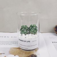 仙人掌仙人球花卉盆栽多肉植物办公室绿植防辐射批发好养易活四季 [小玻璃杯]+白鸟+种植土