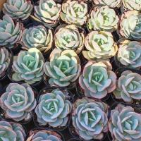 多肉花卉多肉植物老桩批发盆栽室内大颗超大好养吸甲醛肉肉植物 白凤单头5厘米