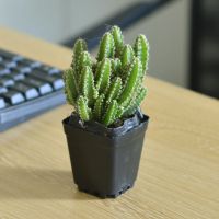 聚财山多肉植物仙人掌盆栽客厅绿植花卉室内办公室桌面好养吸甲醛 小聚财山1颗