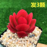 火祭 老桩多头 多肉植物 火炬办公室内绿植小盆栽花卉盆景肉肉 [3颗]单头火祭3-5公分不含盆