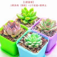 精选多肉组合 1至28颗精品大颗多肉植物 桃蛋 玉露 绿植花卉盆栽 1颗多肉[随机]+彩色盆+营养土