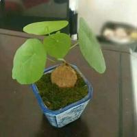 [山乌龟]多肉块根植物栽花卉盆栽室内水培植物四季绿植花卉 3公分以下 球根不带土