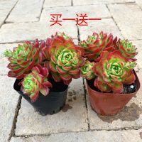 火焰蒂亚老桩多肉植物火焰山多头群生办公小摆件云南露养 多头原盆径7公分 拍一发二