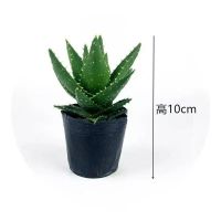 芦荟万重山不夜城芦荟多肉植物办公室内桌面盆栽植物花卉防辐 单棵小芦荟原盆