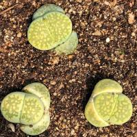 绿福来生石花1厘米以上[单颗装]多肉植物各种生石花和肉锥。 0.9