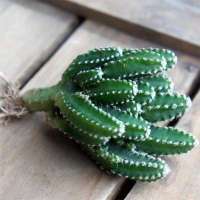 仙人掌盆栽多肉植物仙人球小盆栽芦荟室内开花防辐射绿植组合盆栽 万重山(特价)