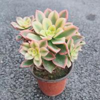 精品老桩桃蛋桃美人特价多肉植物原土原盆多头办公室绿植盆栽 艳日辉1盆