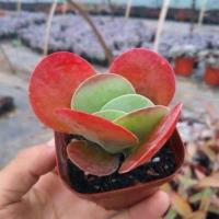 [特惠多肉植物]多肉唐印群生多头多肉超大唐印盆栽花卉绿植好养 小盆唐印5-6厘米高[原盆原土] 带盆栽好