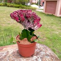 彩麒麟盆栽仙人掌植物玉麒麟镇宅避邪花卉室内吸甲醛防辐射绿植 彩麒麟小红盆(含原盆栽好)