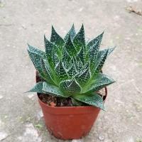 [推荐]冰花芦荟水培植物盆栽室内绿植花卉好养易活四季水养花 小颗冰花芦荟(不含盆)