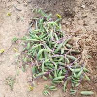 多肉植物紫玄月吊兰情人泪佛珠吊兰办公室内外垂吊绿植盆栽 紫玄月6棵小苗5-10厘米无赠品