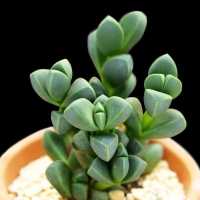 [会开花]鹿角海棠多肉植物室内花卉绿植肉肉盆栽鲜花防辐射 [会开花]鹿角海棠3颗