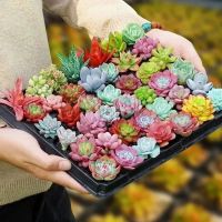 盆栽组合套装办公室内新手肉肉植物花卉绿植盆景多肉植物 随机10棵多肉不重复[不含盆土]