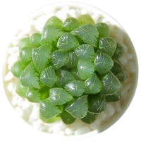 多肉 多肉植物 玉露多肉 玉露属鸡 姬玉露冰灯月影寿 室内养植 姬玉露一颗