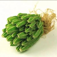 仙人掌盆栽植物开花多肉植物室内防辐射办公室绿植花卉盆栽仙人球 万重山一颗(不含瓶土)