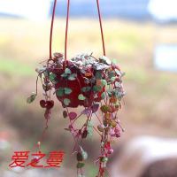 [多肉植物]爱之蔓嫣之云室内居宜花卉盆栽绿植长藤 5棵头裸根发货[不含盆土]