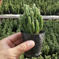 多肉万重山仙人球掌防辐射吸甲醛桌面盆栽办公桌仙人球含盆山仙人 不含盆 [1盆]多肉万重山