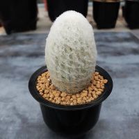 明日香姬仙人球 可爱多肉植物小盆栽 办公室乳突球肉肉 软刺 老乐柱7-8cm 裸根发货